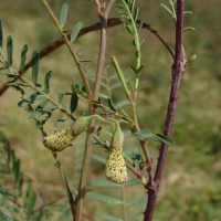 Sesbania bispinosa (Jacq.) W.Wight (Schreb.) Pers.